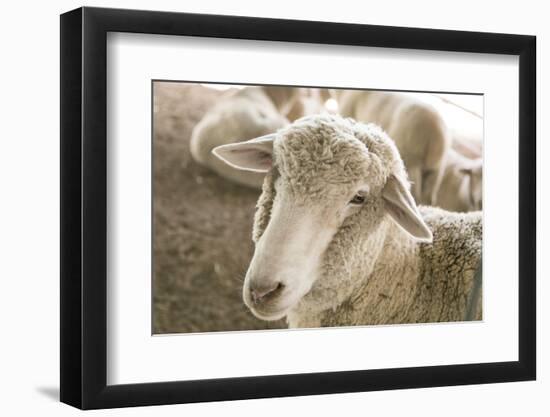 Window Rock, Arizona, USA. Navajo Nation. Portrait of sheep.-Julien McRoberts-Framed Photographic Print