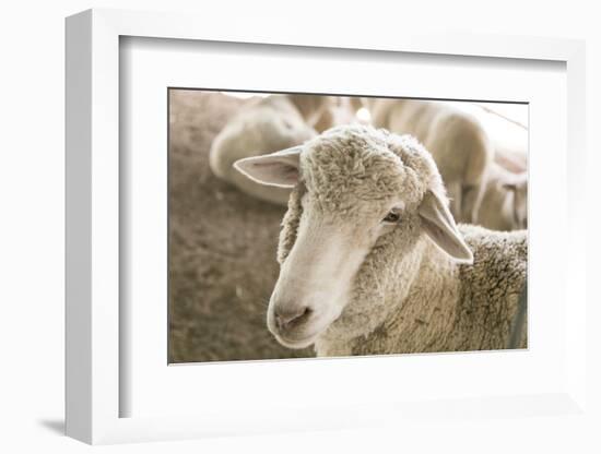 Window Rock, Arizona, USA. Navajo Nation. Portrait of sheep.-Julien McRoberts-Framed Photographic Print