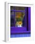 Window with Sunflowers in Vase-Steve Terrill-Framed Photographic Print