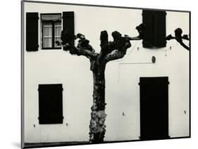 Windows and Pruned Tree, Spain, 1960-Brett Weston-Mounted Photographic Print