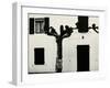 Windows and Pruned Tree, Spain, 1960-Brett Weston-Framed Premium Photographic Print