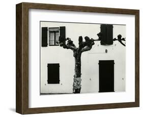 Windows and Pruned Tree, Spain, 1960-Brett Weston-Framed Photographic Print
