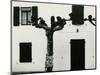 Windows and Pruned Tree, Spain, 1960-Brett Weston-Mounted Photographic Print