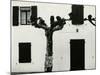 Windows and Pruned Tree, Spain, 1960-Brett Weston-Mounted Photographic Print