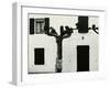 Windows and Pruned Tree, Spain, 1960-Brett Weston-Framed Premium Photographic Print