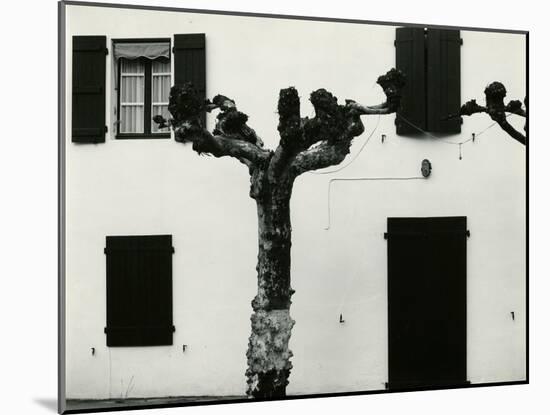 Windows and Pruned Tree, Spain, 1960-Brett Weston-Mounted Premium Photographic Print