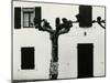 Windows and Pruned Tree, Spain, 1960-Brett Weston-Mounted Premium Photographic Print