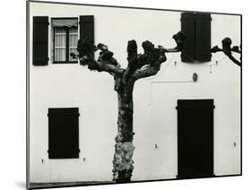 Windows and Pruned Tree, Spain, 1960-Brett Weston-Mounted Premium Photographic Print