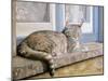 Windowsill-Janet Pidoux-Mounted Giclee Print