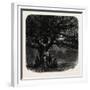 Windsor: the Watch Oak, UK-null-Framed Giclee Print