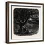 Windsor: the Watch Oak, UK-null-Framed Giclee Print