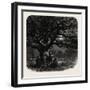 Windsor: the Watch Oak, UK-null-Framed Giclee Print