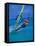 Windsurfer, Aruba, Caribbean-Robin Hill-Framed Stretched Canvas