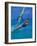 Windsurfer, Aruba, Caribbean-Robin Hill-Framed Photographic Print