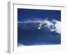 Windsurfer Surfing-null-Framed Premium Photographic Print