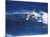 Windsurfer Surfing-null-Mounted Photographic Print