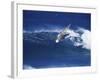 Windsurfer Surfing-null-Framed Photographic Print