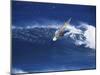 Windsurfer Surfing-null-Mounted Photographic Print