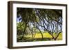 Windswept Barrier Island-Alan Hausenflock-Framed Photographic Print