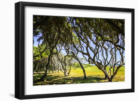 Windswept Barrier Island-Alan Hausenflock-Framed Photographic Print