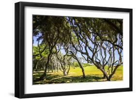 Windswept Barrier Island-Alan Hausenflock-Framed Photographic Print