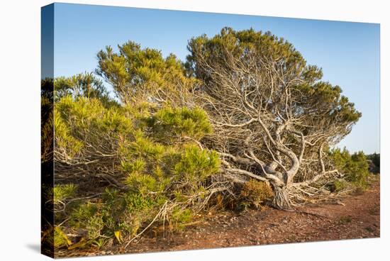 Windswept Old Tree-xlucie-langx-Stretched Canvas