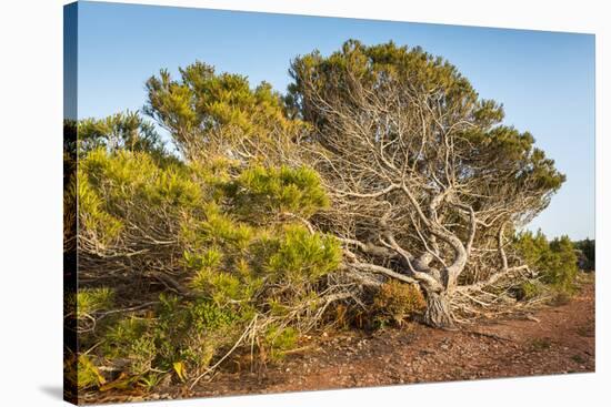 Windswept Old Tree-xlucie-langx-Stretched Canvas