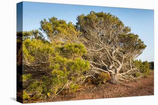 Windswept Old Tree-xlucie-langx-Stretched Canvas