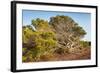 Windswept Old Tree-xlucie-langx-Framed Photographic Print