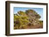 Windswept Old Tree-xlucie-langx-Framed Photographic Print