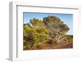 Windswept Old Tree-xlucie-langx-Framed Photographic Print