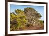 Windswept Old Tree-xlucie-langx-Framed Photographic Print