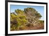 Windswept Old Tree-xlucie-langx-Framed Photographic Print