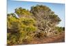 Windswept Old Tree-xlucie-langx-Mounted Photographic Print