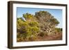 Windswept Old Tree-xlucie-langx-Framed Photographic Print