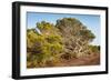 Windswept Old Tree-xlucie-langx-Framed Photographic Print