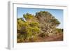 Windswept Old Tree-xlucie-langx-Framed Photographic Print