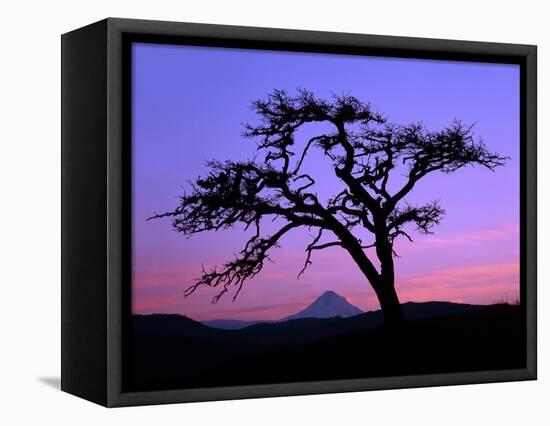 Windswept Pine Tree Framing Mount Hood at Sunset, Columbia River Gorge National Scenic Area, Oregon-Steve Terrill-Framed Stretched Canvas