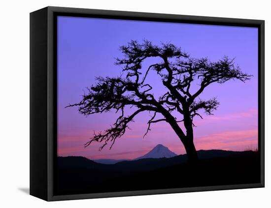 Windswept Pine Tree Framing Mount Hood at Sunset, Columbia River Gorge National Scenic Area, Oregon-Steve Terrill-Framed Stretched Canvas