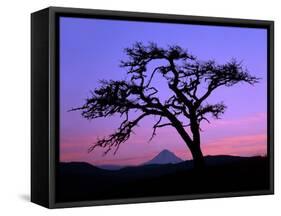 Windswept Pine Tree Framing Mount Hood at Sunset, Columbia River Gorge National Scenic Area, Oregon-Steve Terrill-Framed Stretched Canvas
