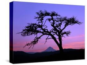 Windswept Pine Tree Framing Mount Hood at Sunset, Columbia River Gorge National Scenic Area, Oregon-Steve Terrill-Stretched Canvas