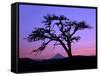 Windswept Pine Tree Framing Mount Hood at Sunset, Columbia River Gorge National Scenic Area, Oregon-Steve Terrill-Framed Stretched Canvas