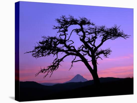 Windswept Pine Tree Framing Mount Hood at Sunset, Columbia River Gorge National Scenic Area, Oregon-Steve Terrill-Stretched Canvas