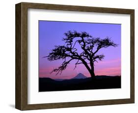 Windswept Pine Tree Framing Mount Hood at Sunset, Columbia River Gorge National Scenic Area, Oregon-Steve Terrill-Framed Photographic Print