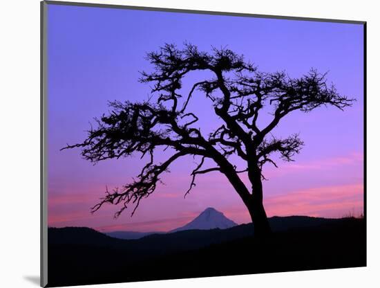 Windswept Pine Tree Framing Mount Hood at Sunset, Columbia River Gorge National Scenic Area, Oregon-Steve Terrill-Mounted Photographic Print