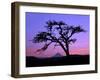 Windswept Pine Tree Framing Mount Hood at Sunset, Columbia River Gorge National Scenic Area, Oregon-Steve Terrill-Framed Photographic Print