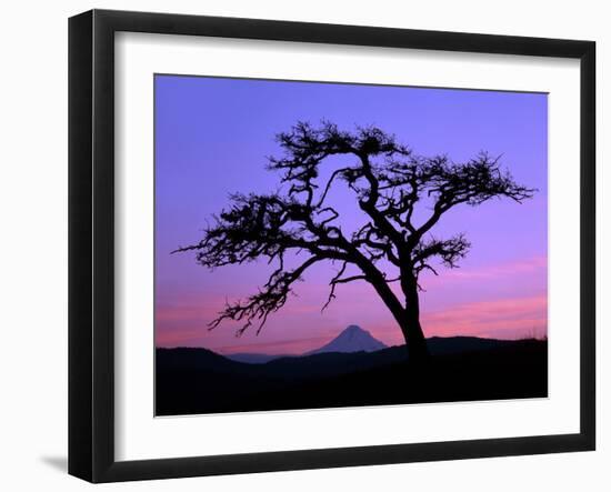 Windswept Pine Tree Framing Mount Hood at Sunset, Columbia River Gorge National Scenic Area, Oregon-Steve Terrill-Framed Photographic Print