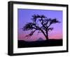 Windswept Pine Tree Framing Mount Hood at Sunset, Columbia River Gorge National Scenic Area, Oregon-Steve Terrill-Framed Photographic Print