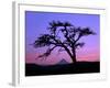 Windswept Pine Tree Framing Mount Hood at Sunset, Columbia River Gorge National Scenic Area, Oregon-Steve Terrill-Framed Photographic Print