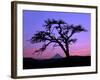 Windswept Pine Tree Framing Mount Hood at Sunset, Columbia River Gorge National Scenic Area, Oregon-Steve Terrill-Framed Photographic Print